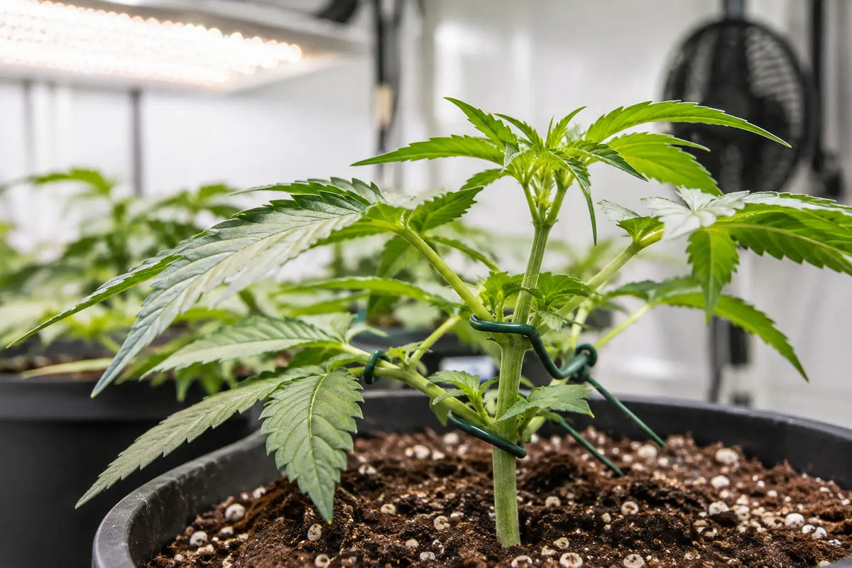 Pflanzen-Training im Indoor Grow richtig planen