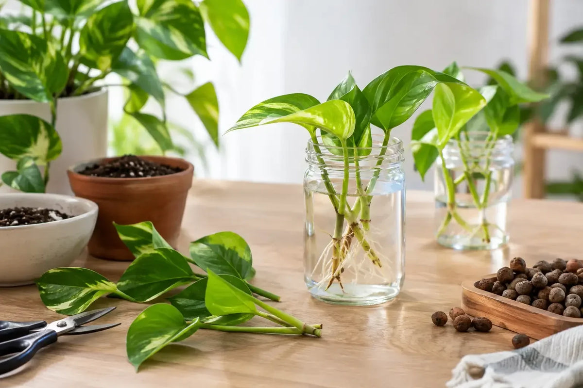 Stecklinge bewurzeln indoor leicht gemacht