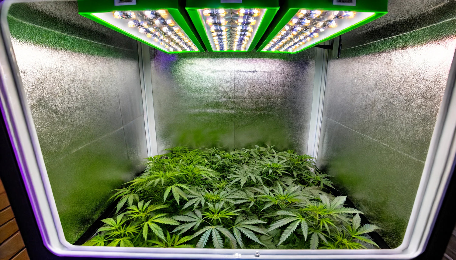 Die perfekte Growbox für deinen Grow