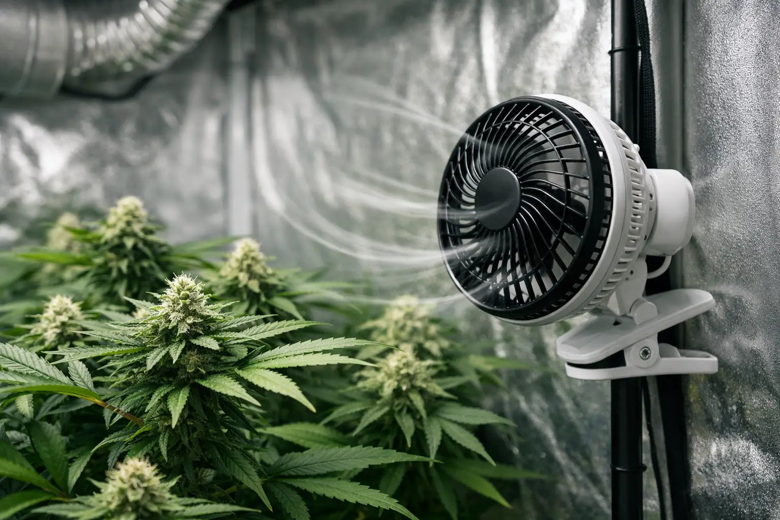 Wann Umluft im Growzelt wirklich nötig ist